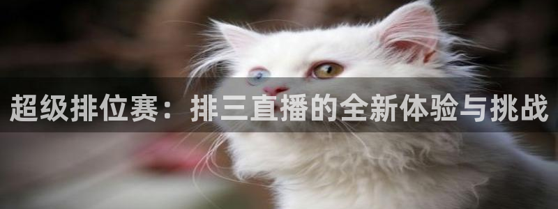919看球软件：超级排位赛：排三直播的全新体验与挑战